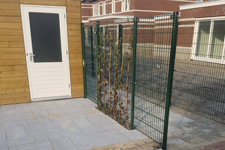 Dubbelstaafmat hedra klimop Athos